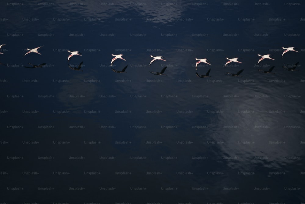 Un gruppo di uccelli che volano sopra uno specchio d'acqua