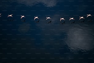 un groupe d’oiseaux survolant un plan d’eau