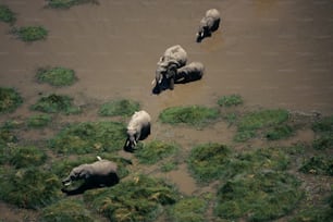 a herd of elephants walking across a muddy field