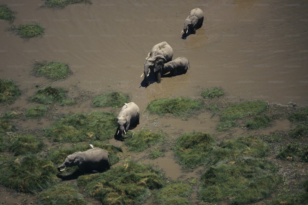 a herd of elephants walking across a muddy field