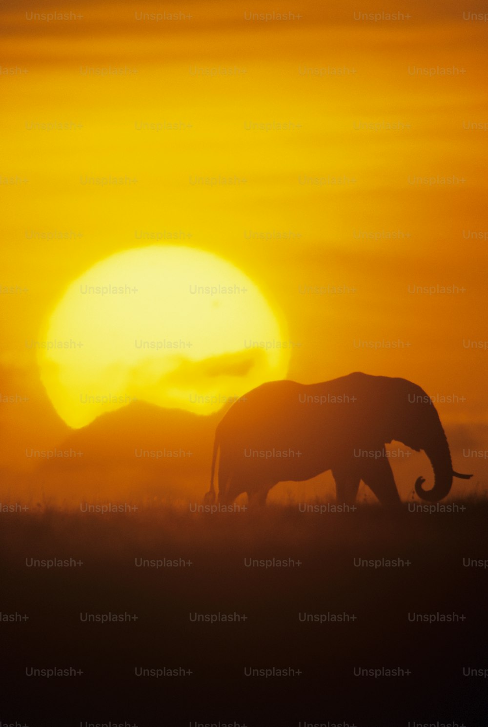 a large elephant walking across a grass covered field