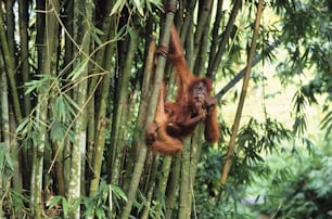 an oranguel hanging from a tree in a forest