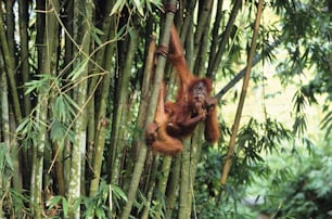 Un orang-out-outan suspendu à un arbre dans une forêt
