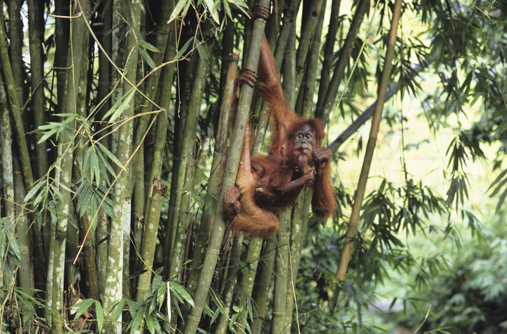 Ein Oranguel, der an einem Baum in einem Wald hängt