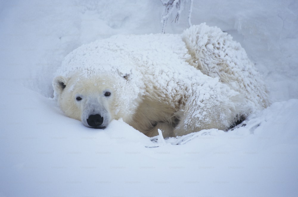 Ein Eisbär, der sich in den Schnee legt