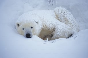 a polar bear laying down in the snow