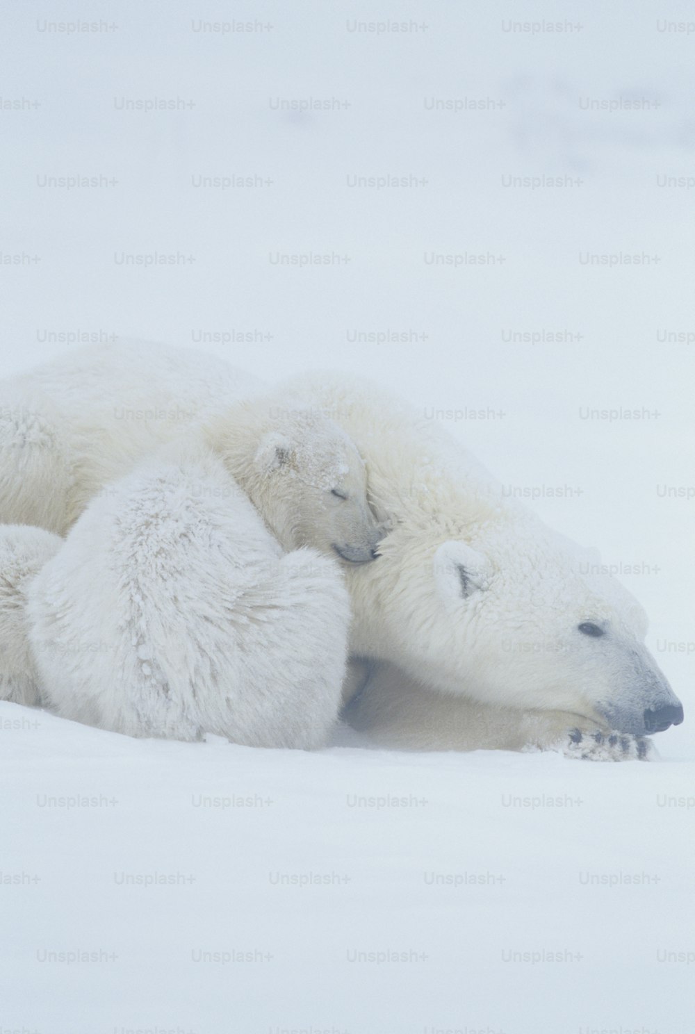 two polar bears are laying down in the snow