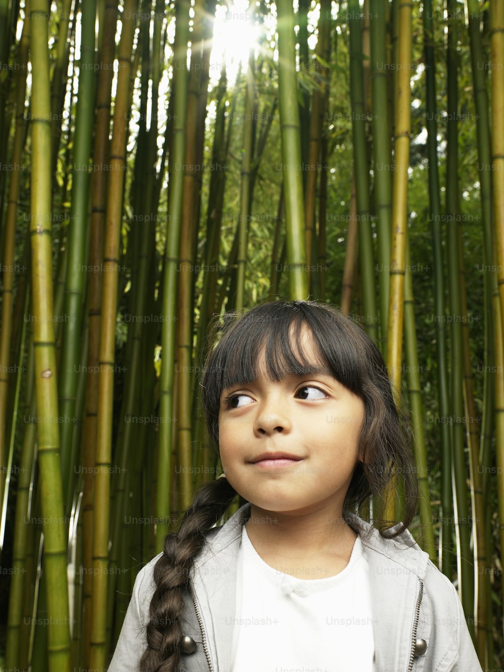 Bambou japonais (Phyllostachys bambusoides), Seattle, Washington, États-Unis