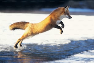 a red fox jumps into the water to catch a fish