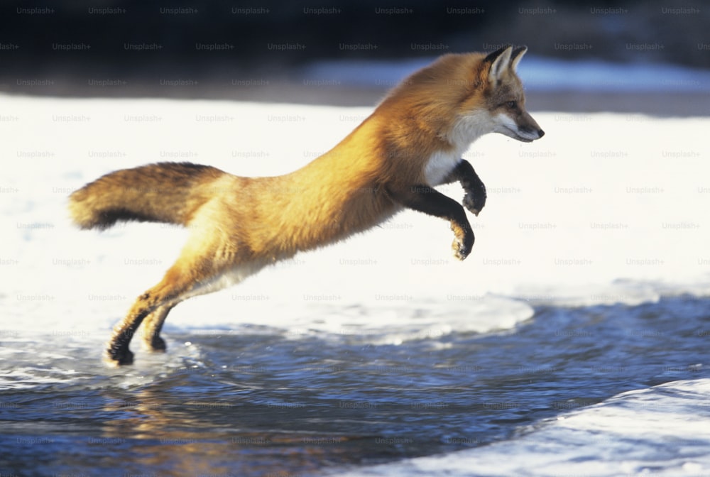 Un renard roux saute à l’eau pour attraper un poisson