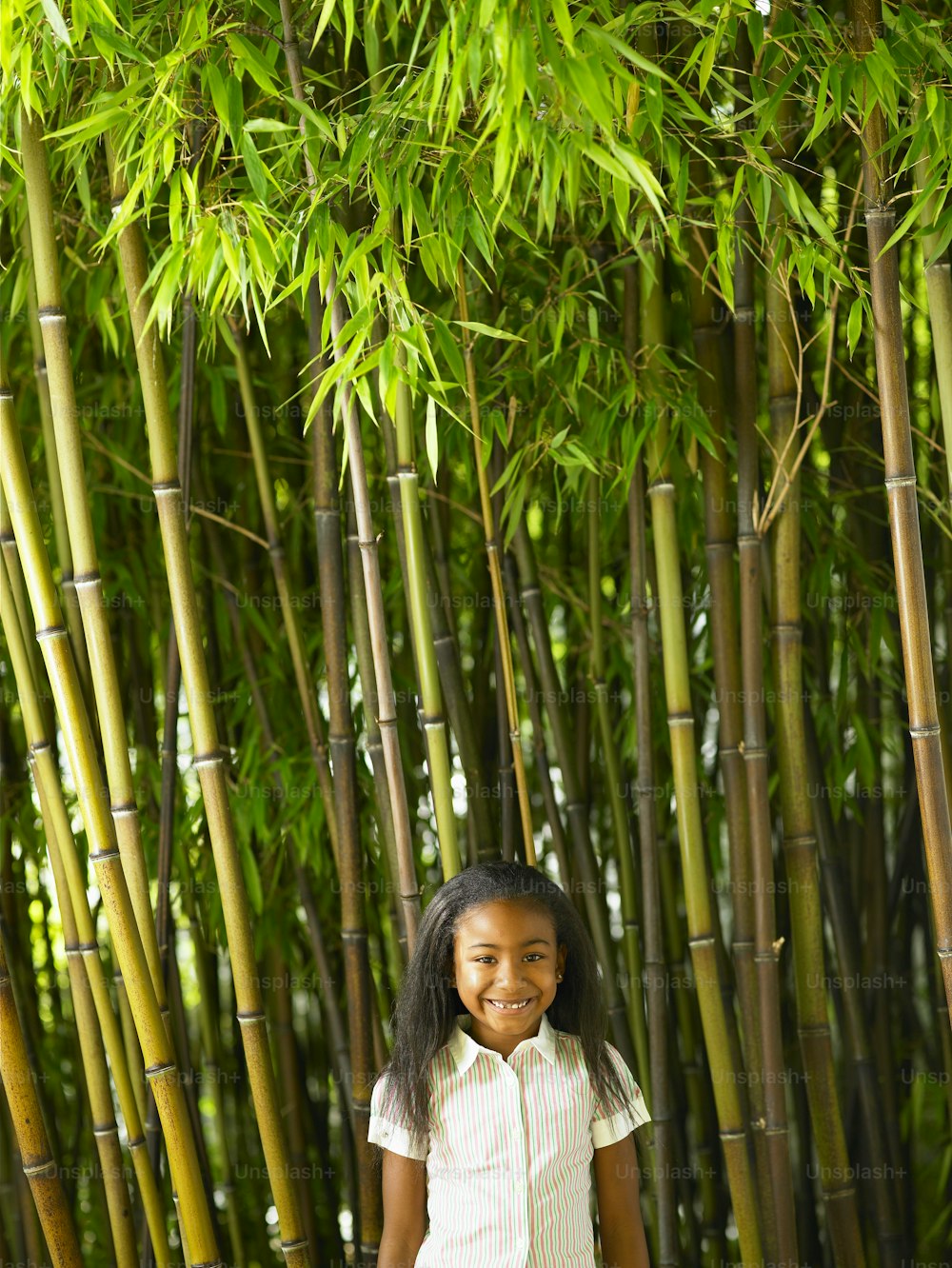 bambou noir (Phyllostachys nigra), Seattle, Washington, États-Unis
