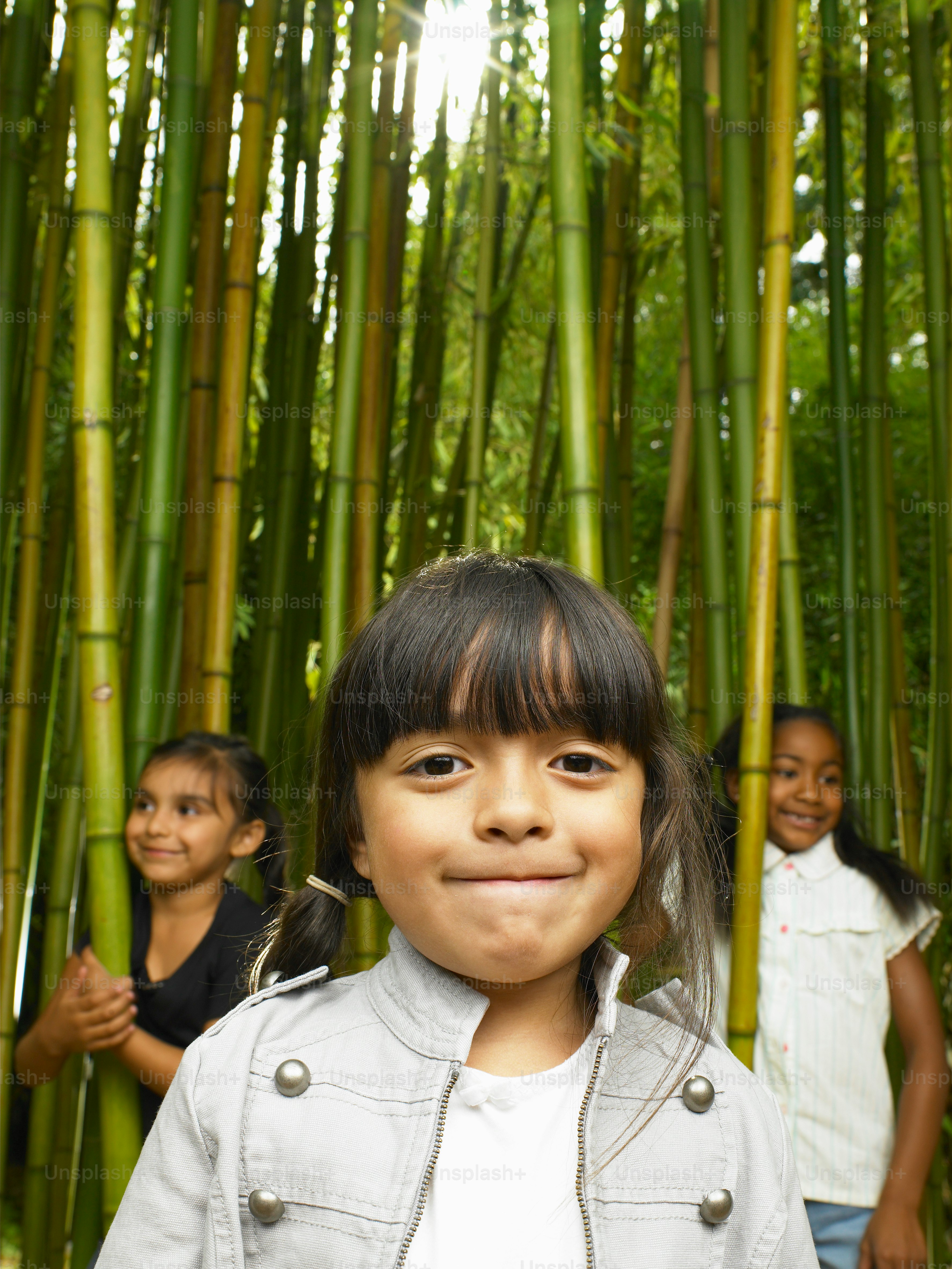 Foto Bambu de madeira japonês (Phyllostachys bambusoides), Seattle