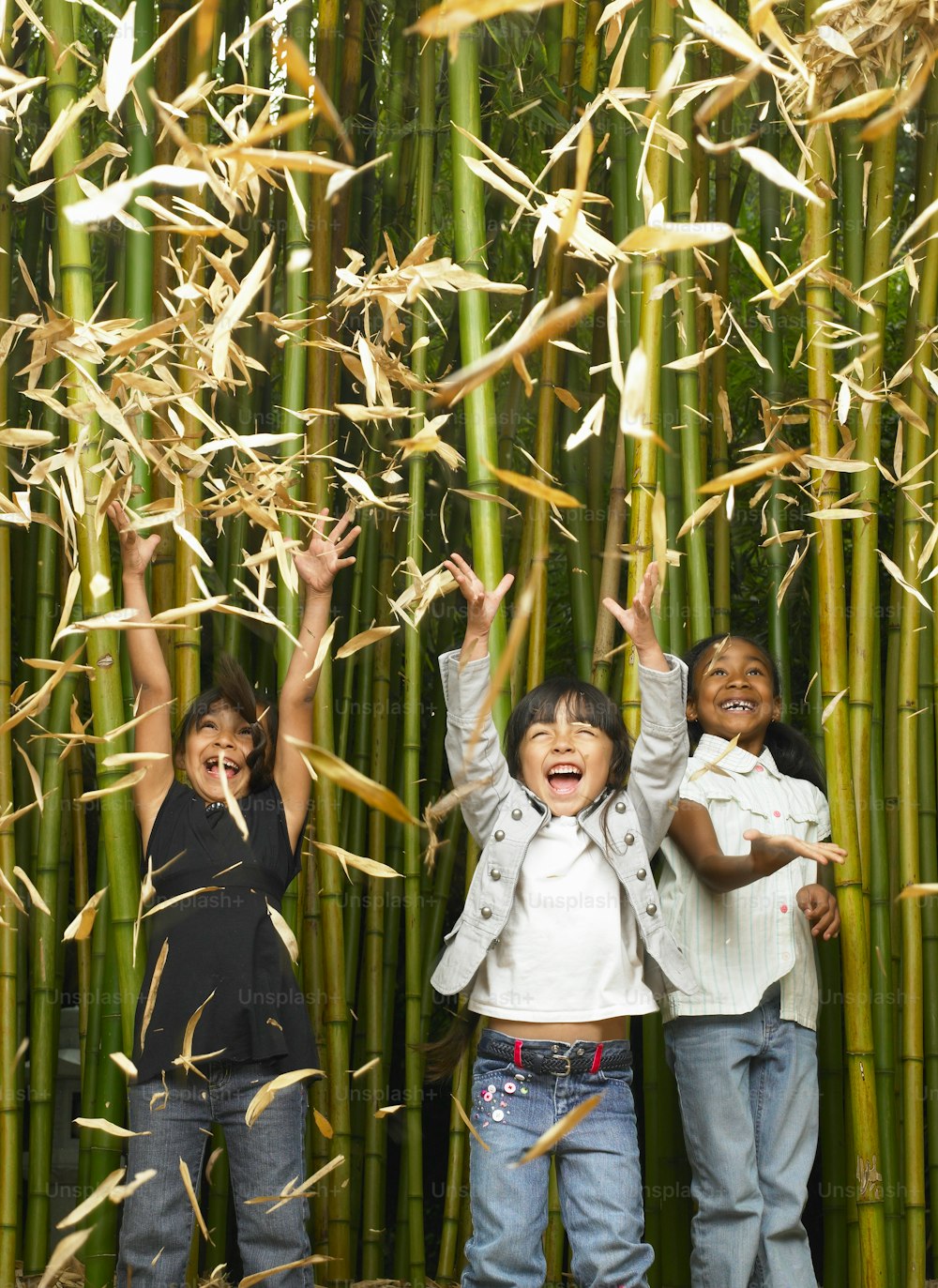 Bambou japonais (Phyllostachys bambusoides), Seattle, Washington, États-Unis