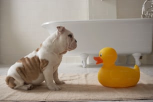 Un cane seduto accanto a un'anatra di gomma in un bagno