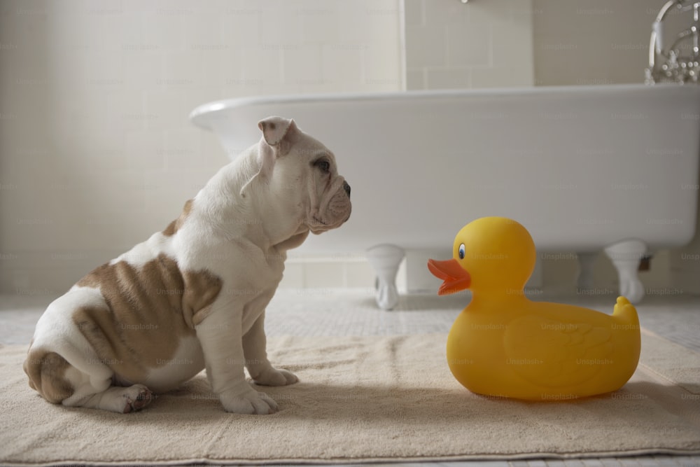 um cachorro sentado ao lado de um pato de borracha em um banheiro