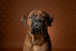 Un gran perro marrón con una mirada triste en su rostro