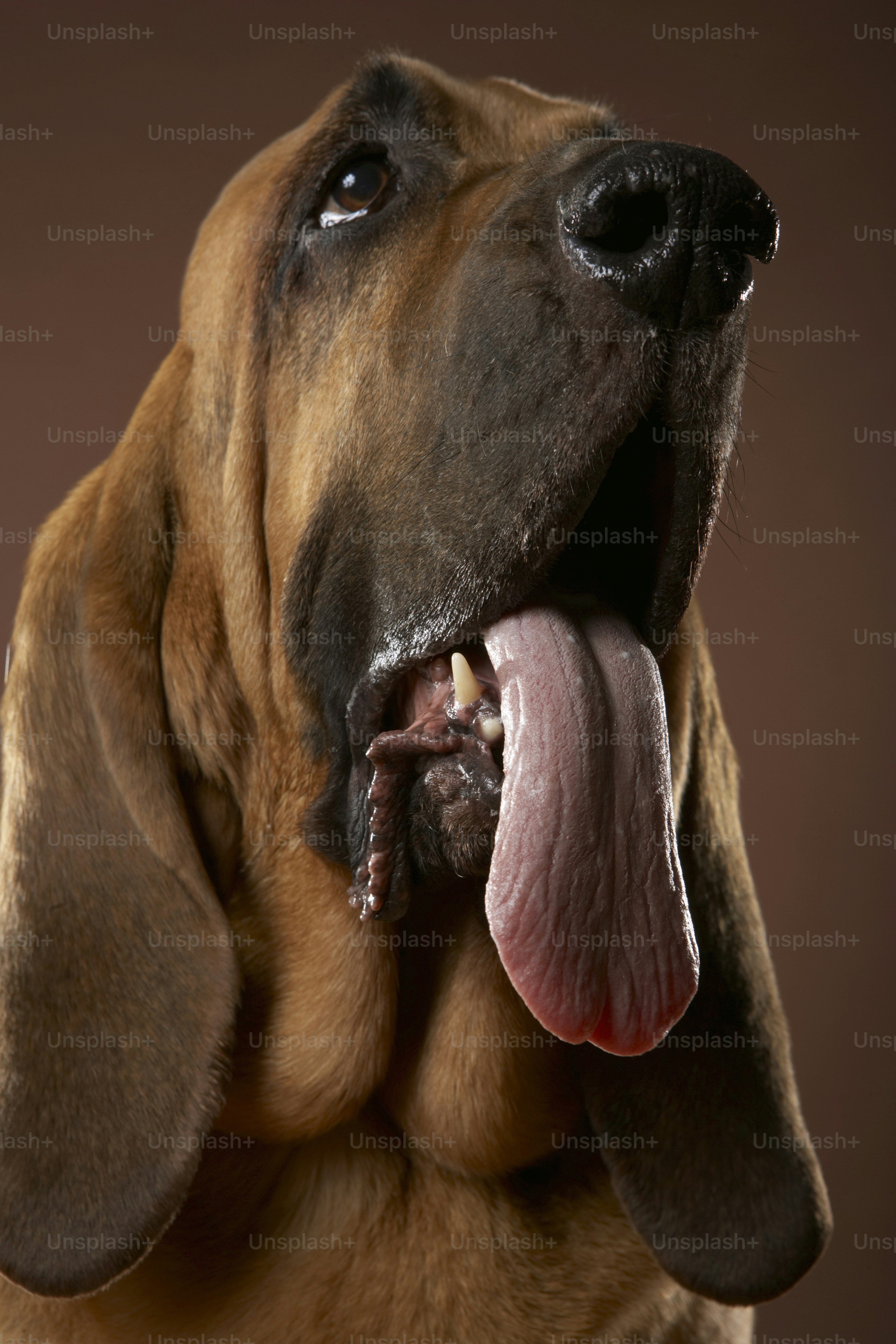 a close up of a dog with its tongue out