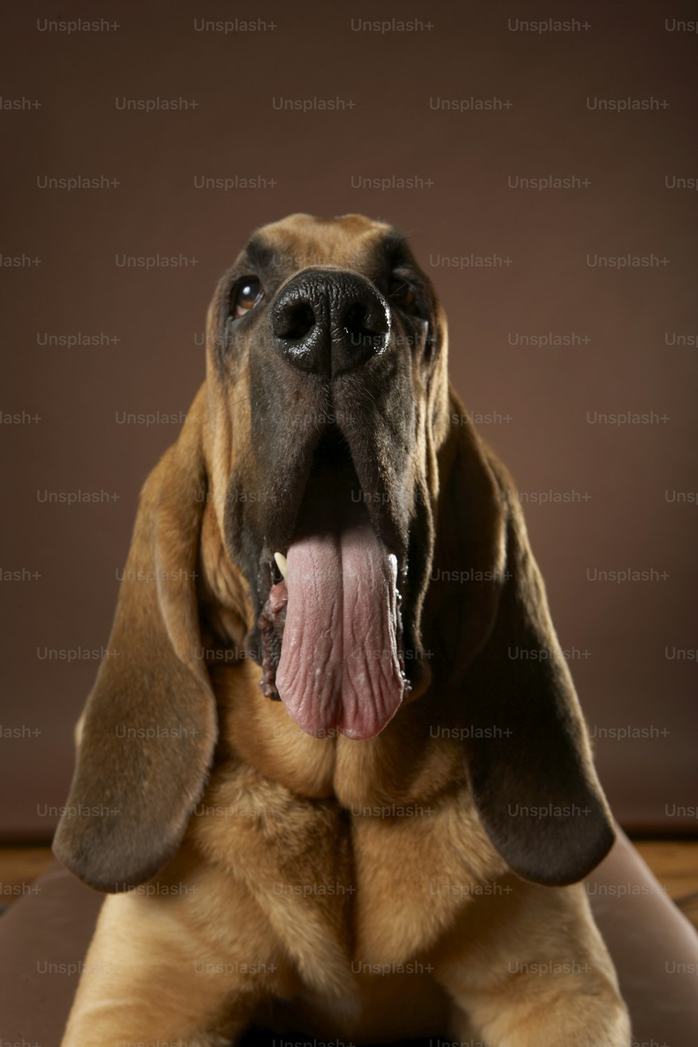 um cachorro com a língua para fora