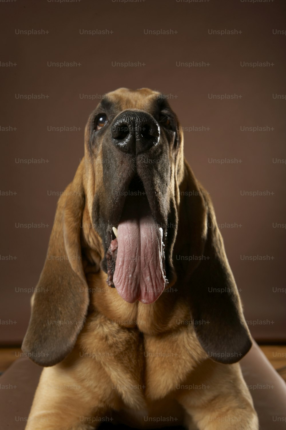 a dog with its tongue hanging out