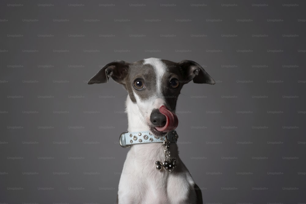 a white and brown dog with a blue collar