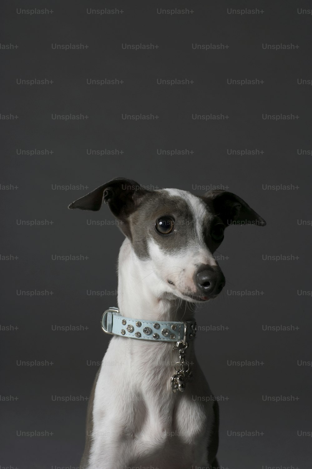 Ein kleiner Hund mit einem blauen Halsband