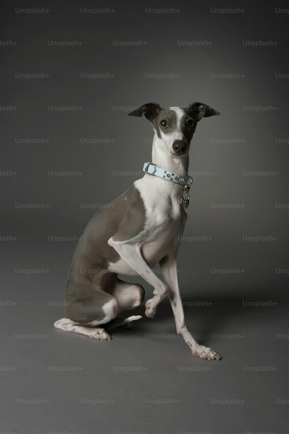 a brown and white dog sitting on top of a gray floor