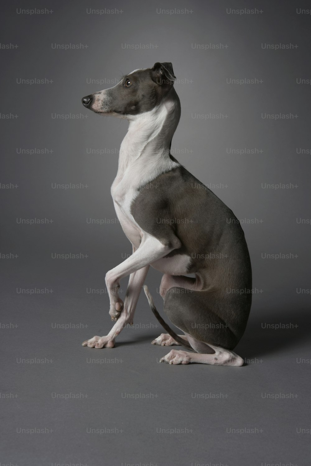Un perro marrón y blanco sentado sobre sus patas traseras