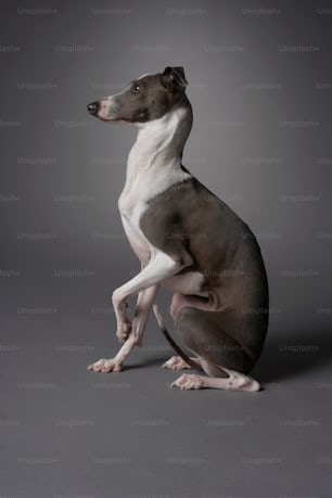 a brown and white dog sitting on its hind legs