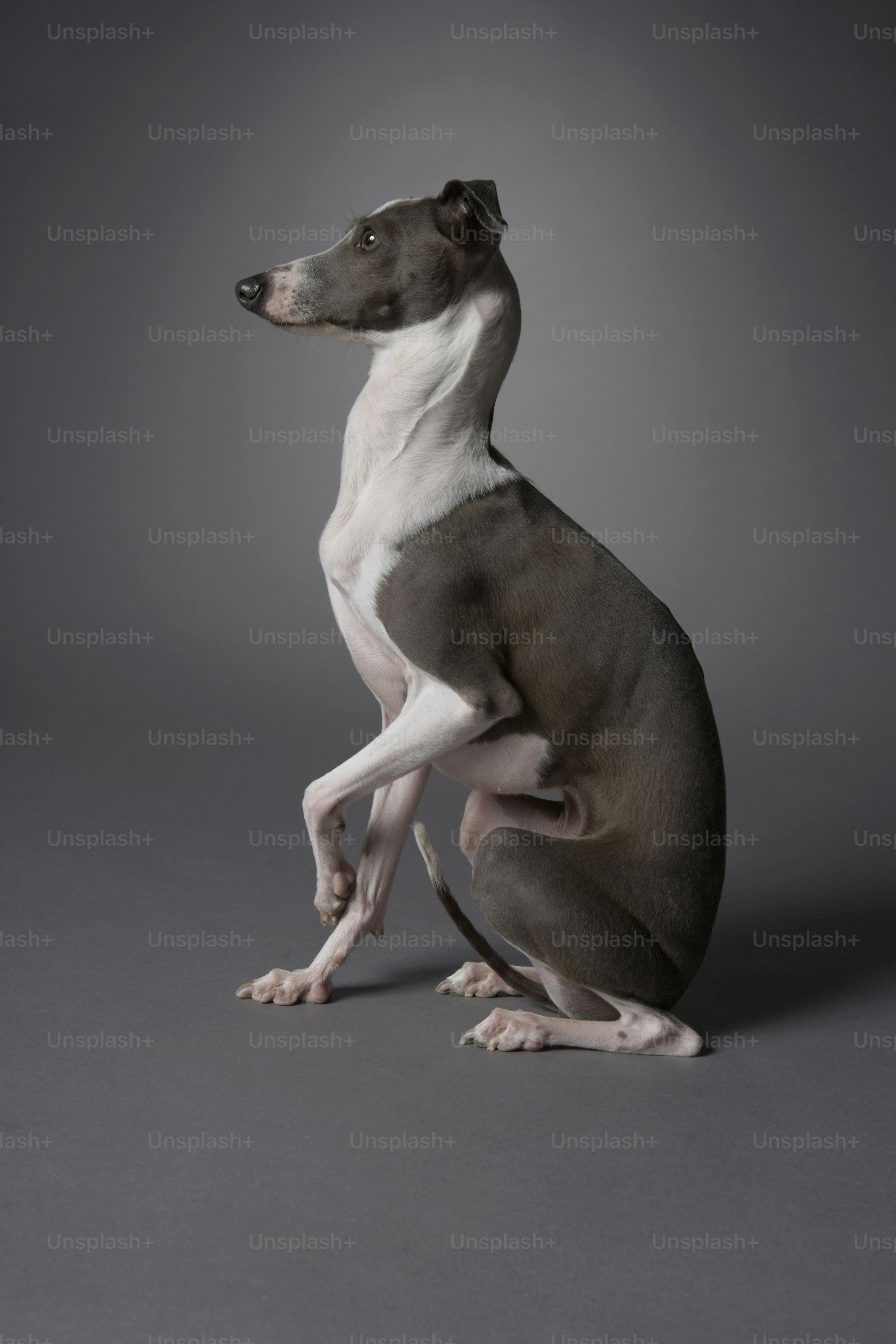 dog profile picture