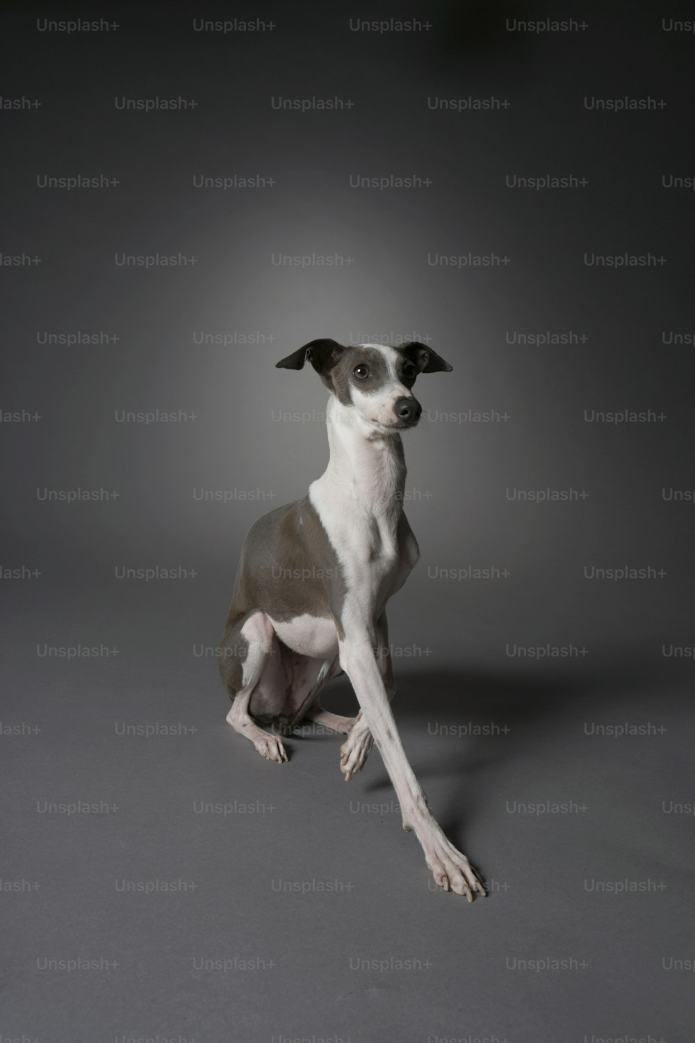 Un cane è seduto su uno sfondo grigio