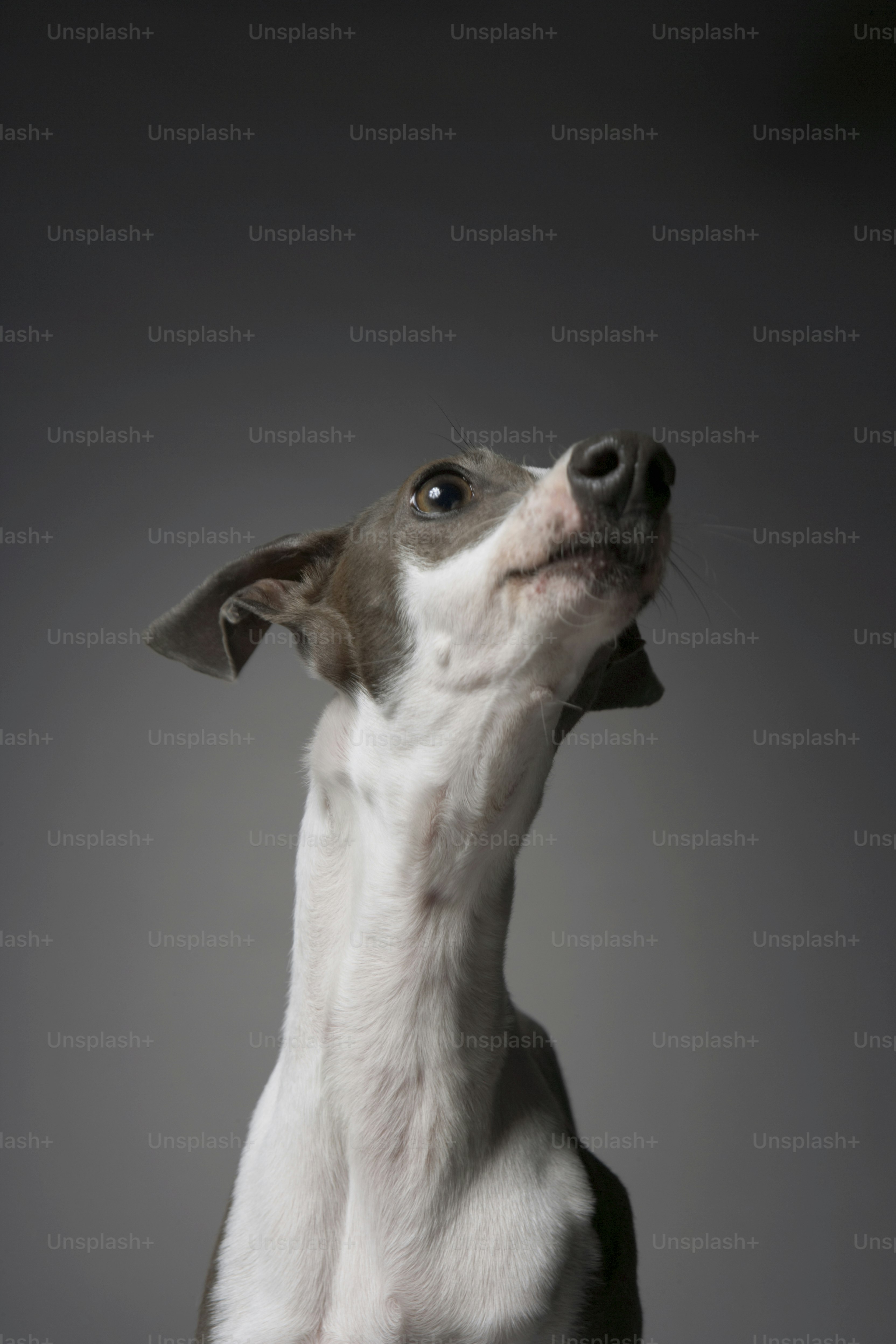 Images Gratuites : noir et blanc, Monochrome, des sports, vertébré,  Whippet, levrette, race de chien, Photographie monochrome, sloughi, chien  de rue, Chien comme un mammifère, Sports d'animaux, Sports de chiens,  Greyhound italien,, image size:3000x4500