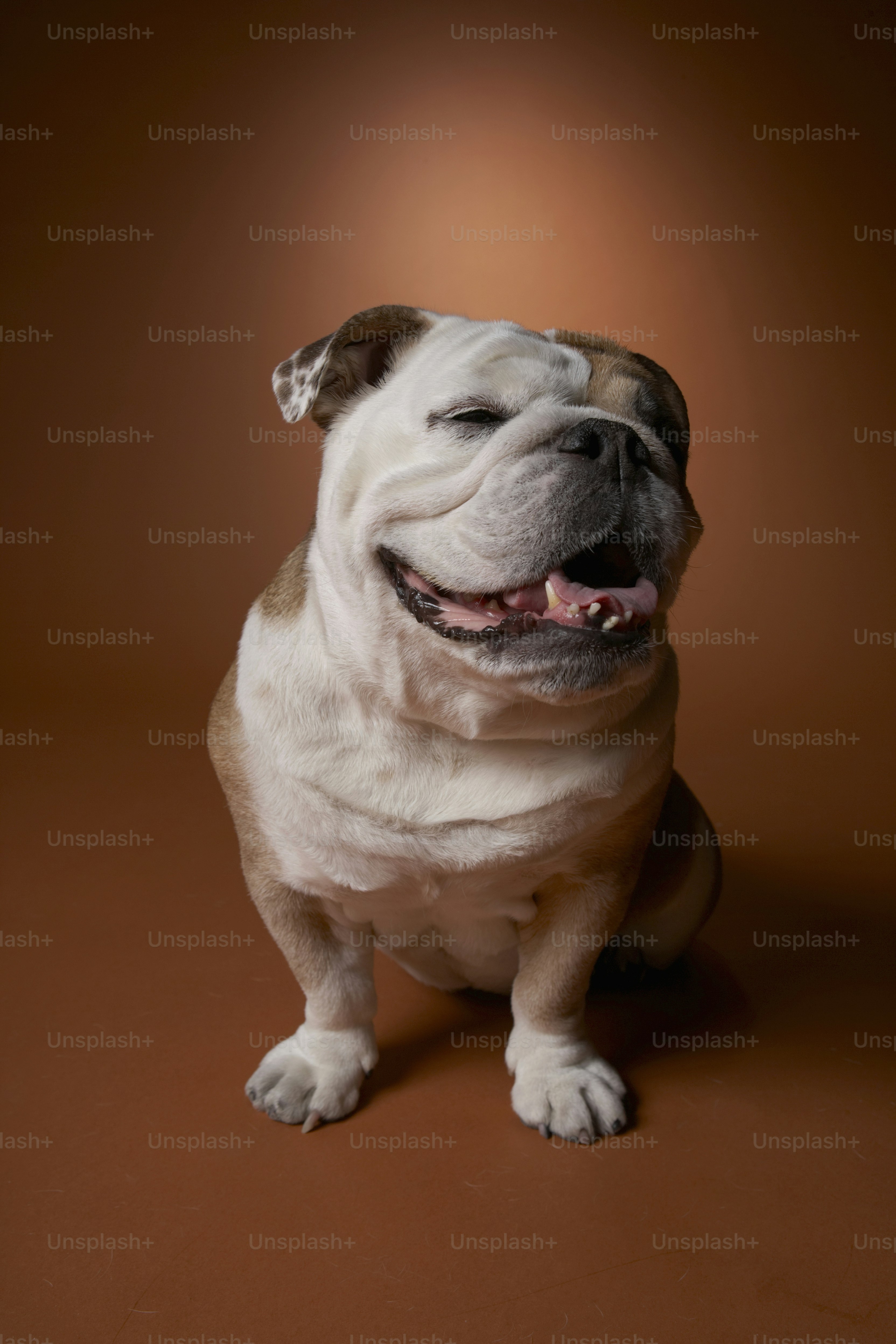30,000+ English Bulldog Pictures | Download Free Images on Unsplash