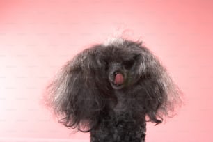 a black poodle with its tongue hanging out