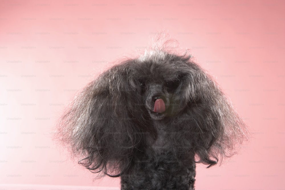 a black poodle with its tongue hanging out