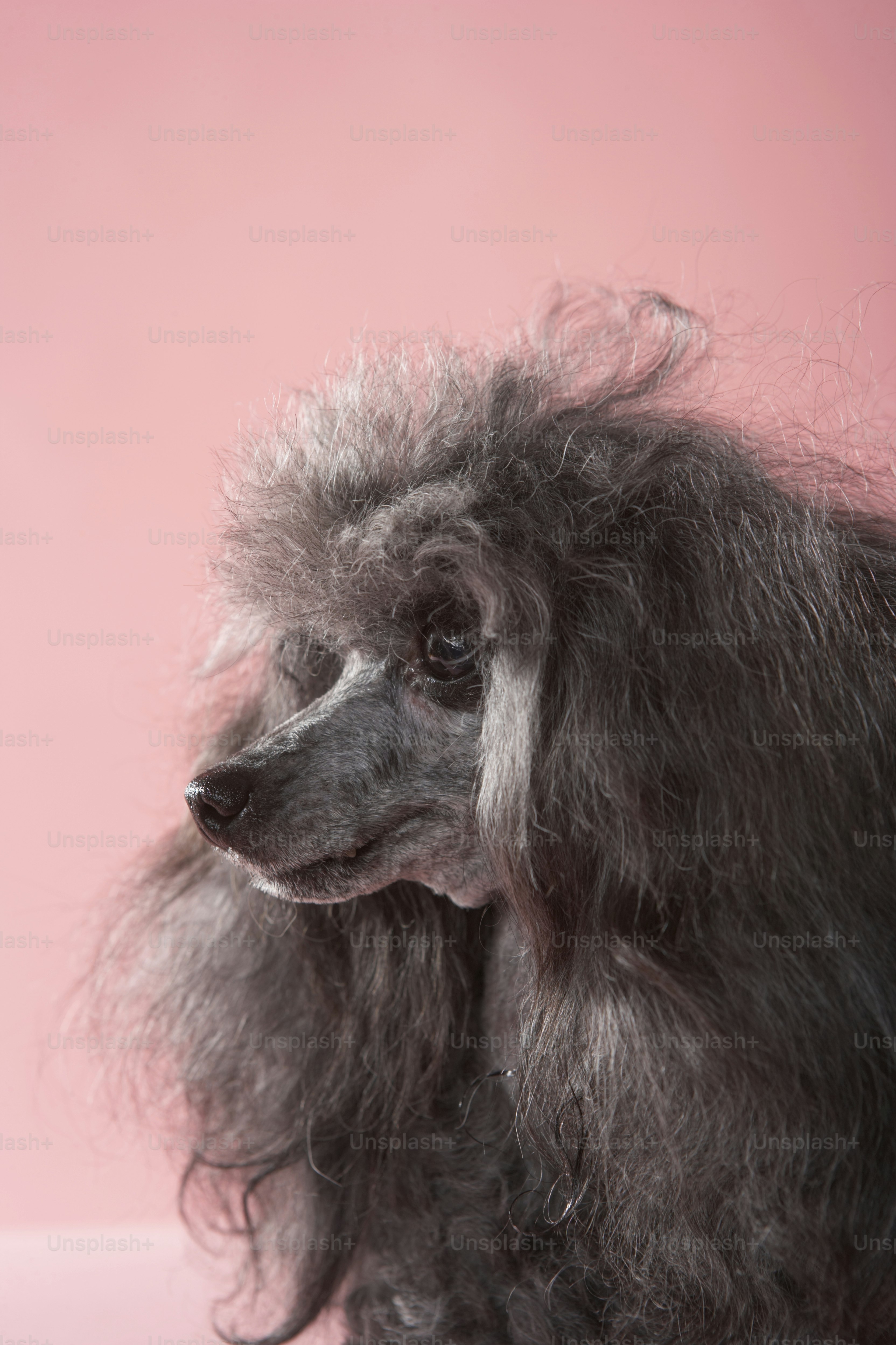 a close up of a poodle on a pink background