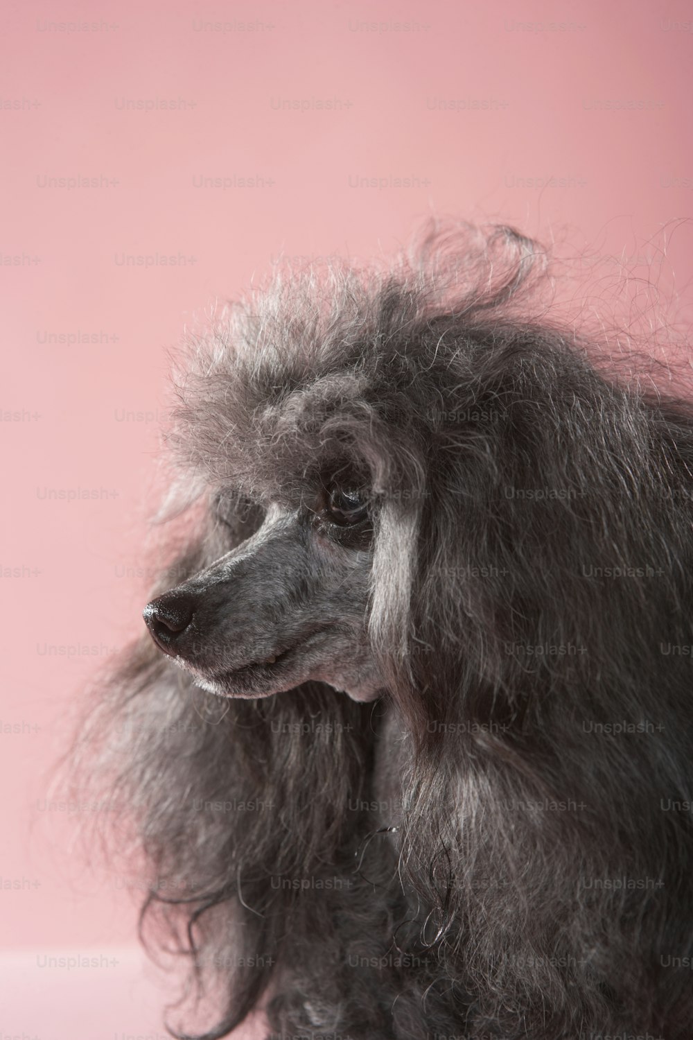 a close up of a poodle on a pink background