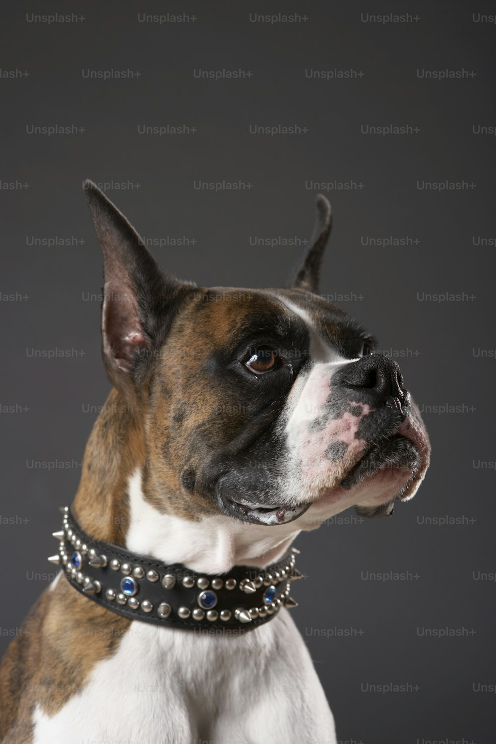 un chien brun et blanc portant un collier en cuir