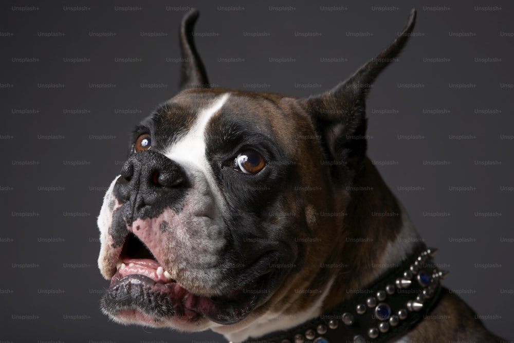 Eine Nahaufnahme eines Hundes, der ein Halsband trägt