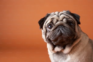 Un petit chien carlin avec un regard triste sur son visage