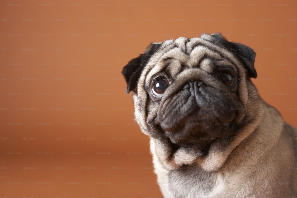 Un piccolo cane carlino con uno sguardo triste sul suo viso