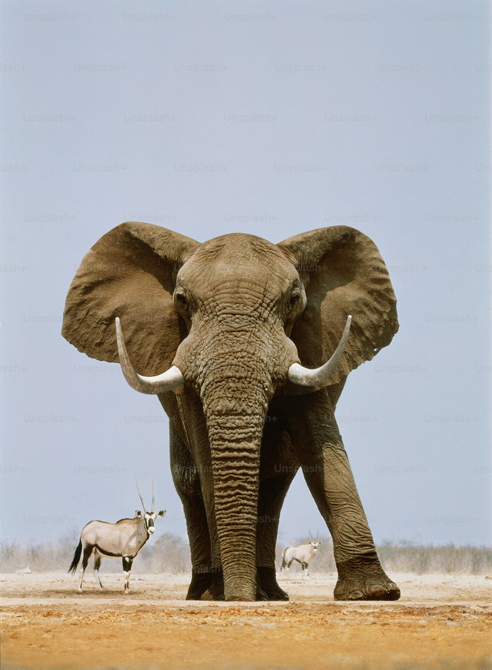Elefante africano nombre latino: Loxodonta africana. Gemsbok nombre latino: Oryx gazella. Los elefantes africanos son nativos de toda África al sur del Sahara. Las gemsboks son originarias de Namibia, Angola, Botsuana, Zimbabue, Tanzania y Sudáfrica.
