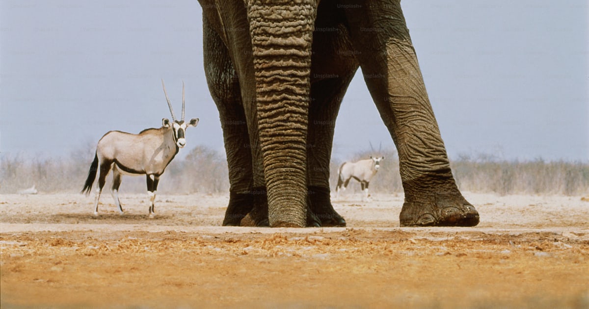 African elephant latin name: Loxodonta africana. Gemsbok latin name