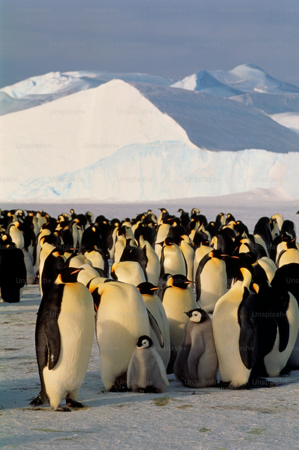 Emperor penguins are the largest species of penguin. As with all penguins they cannot fly but are strong swimmers. Emperor penguins live on the ice of Antarctica.