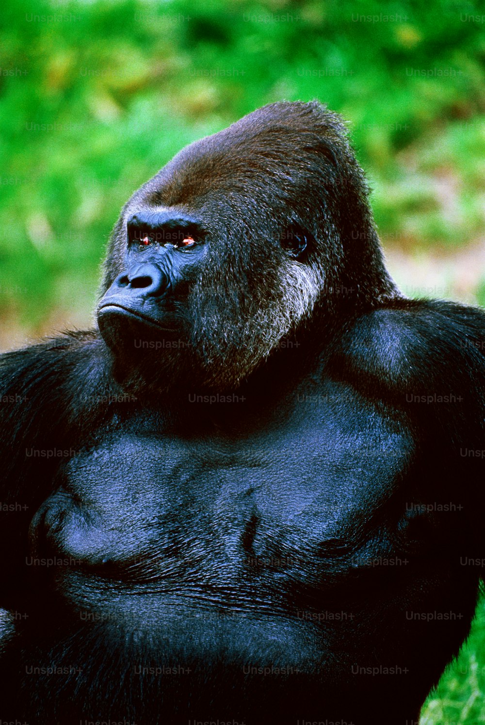 Endangered species. Native to Central African Republic, Cameroon, Gabon, Congo, Equatorial Guinea. Largest anthropoid ape. 3 species separated geographically. The other two: eastern lowland and mountain gorilla. This gorilla is captive.