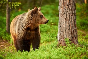 Brown Bear in the green of a Finnish forest