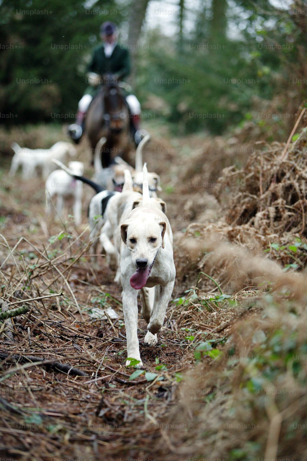 グロスターシャー、イングランド - 12月26日:ボクシングデー、2003年12月26日、グロスターシャー、イングランドで伝統的なキツネと猟犬の狩りの間に猟犬はキツネを検索します。雨にも関わらず、多くの田舎の支持者が狩猟を支持し、イングランドの田舎では物議を醸す伝統となった。狩猟の将来を決める法案が現在、英国議会で審議中です。