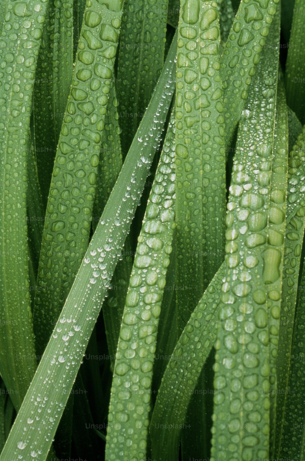 un primer plano de una planta con gotas de agua