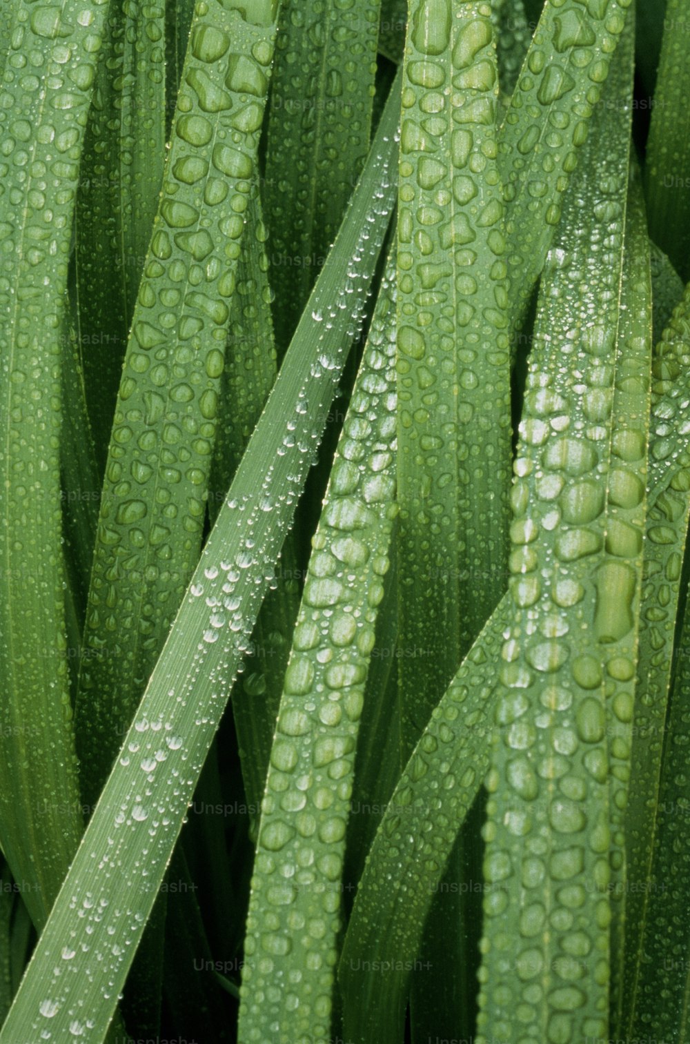 un gros plan d’une plante avec des gouttes d’eau dessus