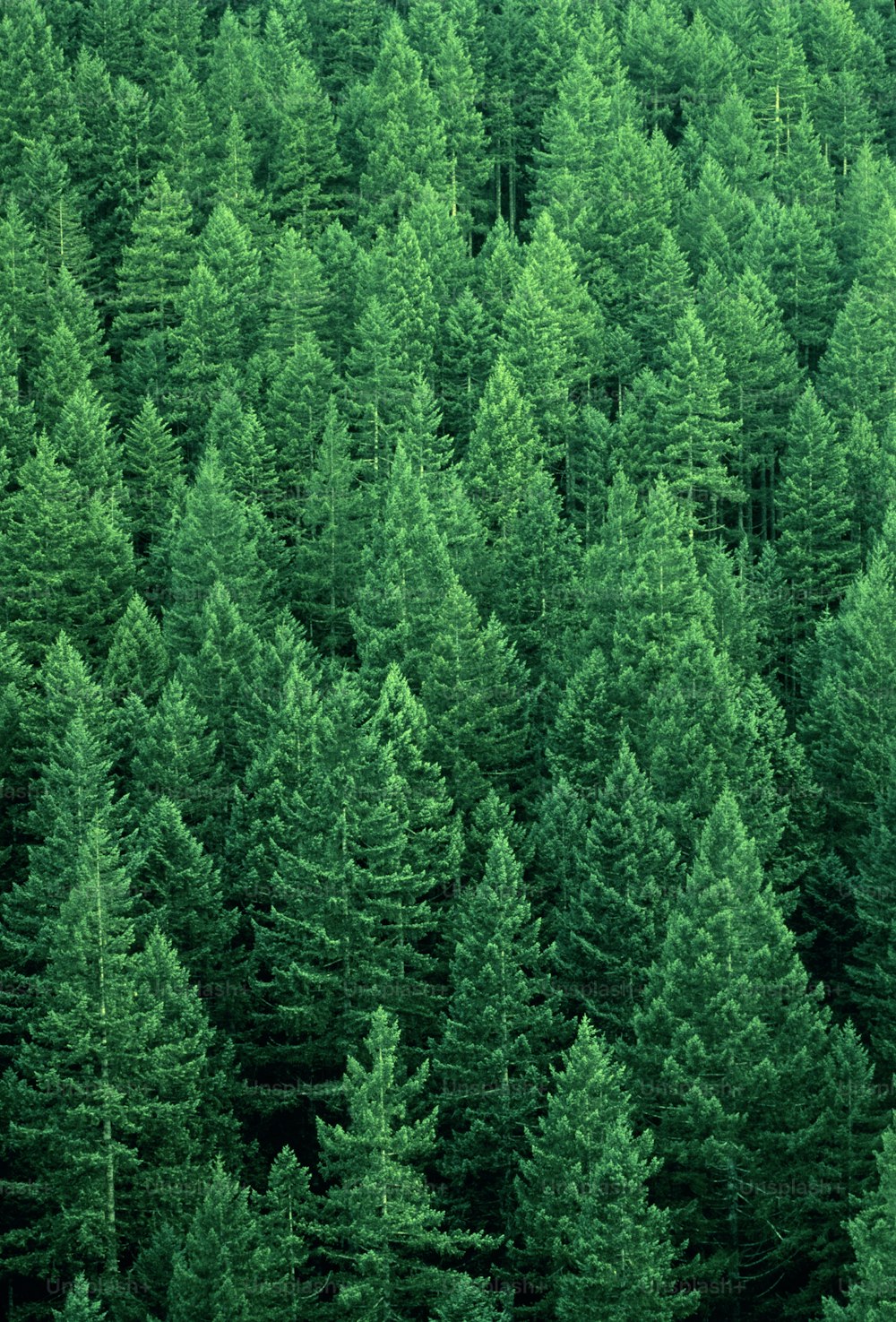 Firs belong to a genus of 39 species of coniferous trees. They are found throughout the northern hemisphere and several species are widely cultivated for their timber.
