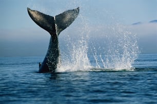 Otro nombre común: ballena jorobada. Las ballenas jorobadas son ballenas barbadas. Migre a las zonas de alimentación de agua fría durante el verano, luego a las zonas de reproducción de agua cálida en el verano. Se encuentra en todos los océanos del mundo.